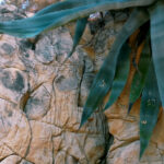 Fotor_153480838385539-1